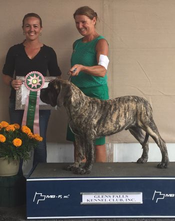Baby Blades very first show taking best puppy in match at  4 mos old
