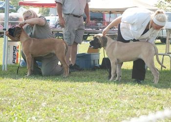 Dixie and Sapheera at the Flamboro Classic.
