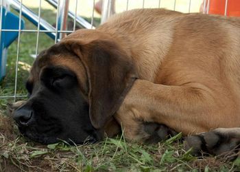 Tired puppy!
