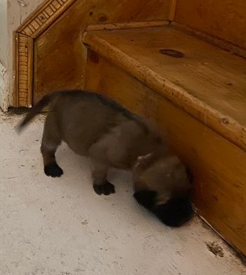 We have an escapee!
