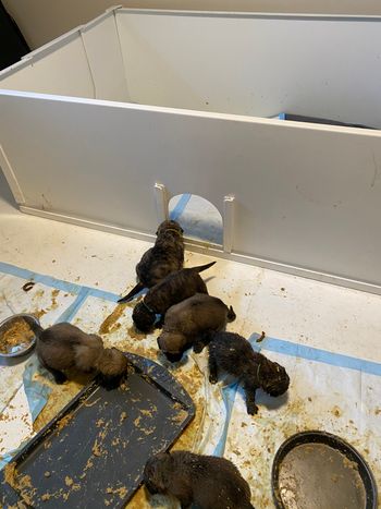 Learning to use the doggie door
