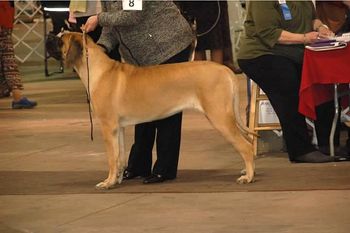 Syracuse Mar 27, 14.  Best of Winners with Judge Mike McBeth.  Phoebe's first points!
