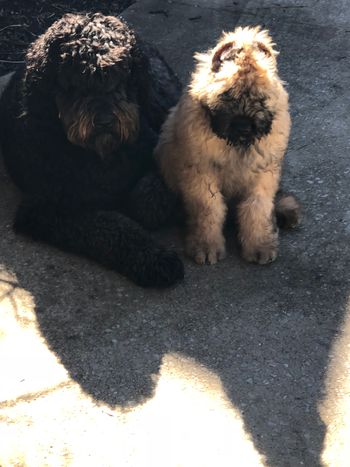 George with his new big brother
