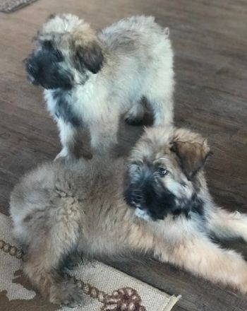 Brothers getting some play time in
