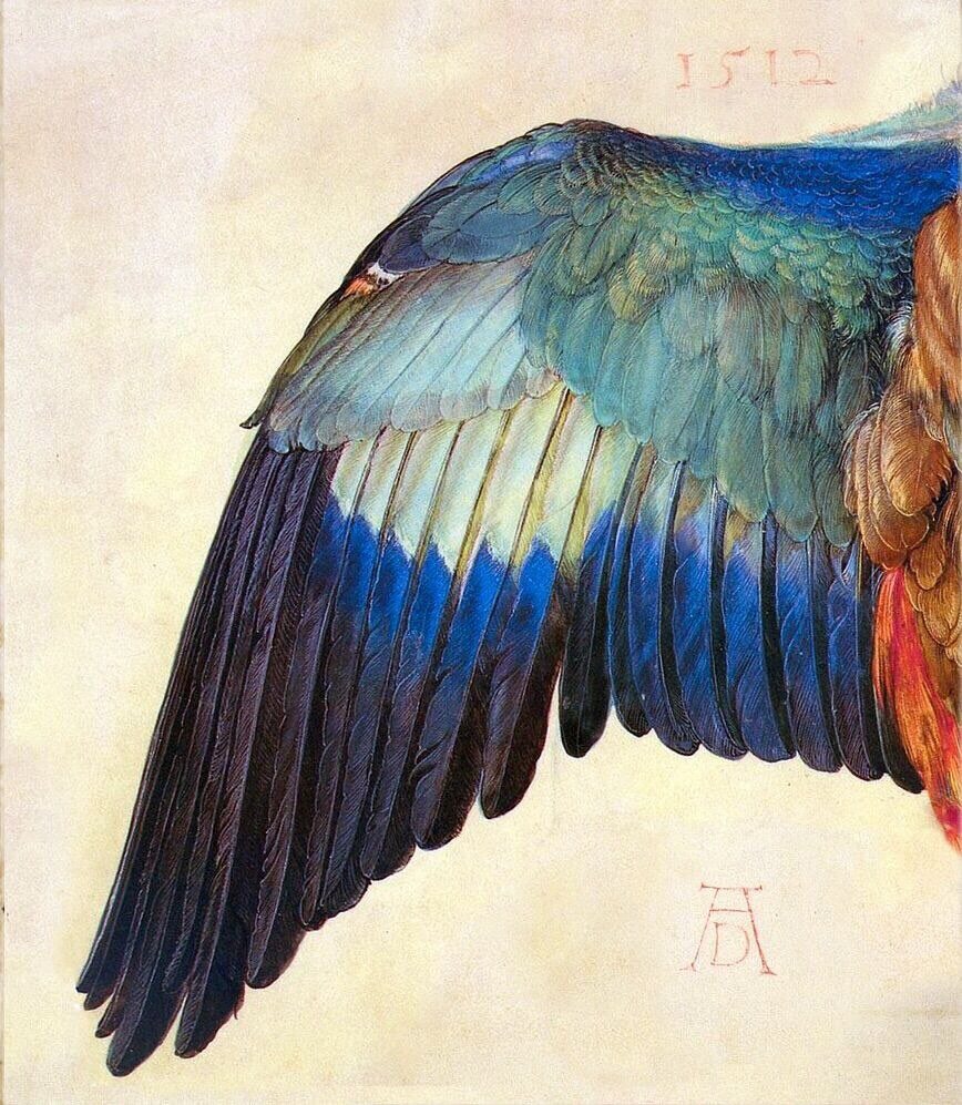 Albrecht Dürer, Wing of a European Roller, 1512