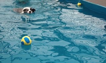 Prosche goes after her ball
