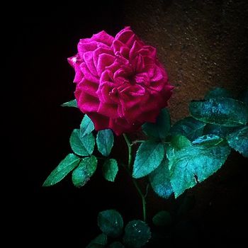 One who seeks the Lord is a life like a flower. Starts as a seed and then over much growth and maturity it blossoms into the most beautiful creation radiating the beauty of the Lord.
