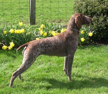 BISS CH White River Pixie Stardust, JH OFA Hips Good, Elbows/Cardiac/CERF/CD Normal
