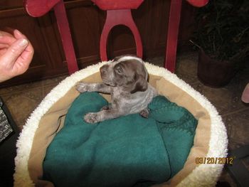 Shorty 3 weeks
