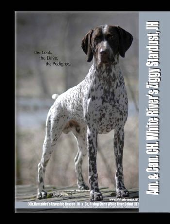 BISS Am/Can CH White River's Ziggy Stardust,JH OFA Hips Excellent, Elbows,Cardiac Normal, CERF, CD/VwD Clear (photo by Tom Weigand)
