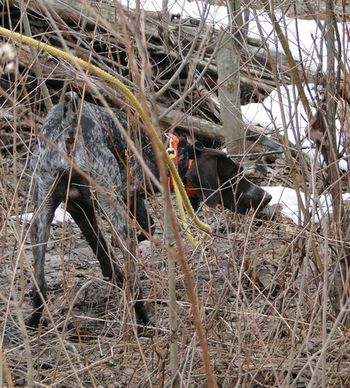 Oozing prey drive and intensity, we always find him in the heavy cover.
