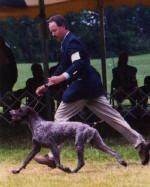 CH Huntabird's Riverside Reason, JH OFA Hips Good; CERF, Thyroid, CD Normal

