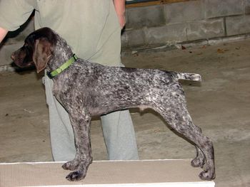 Shooter (Sawyer) learning to stack
