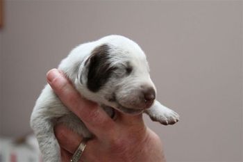 "PeeWee" (male)
