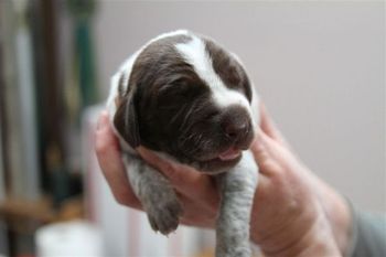 "Stubbs" (male)
