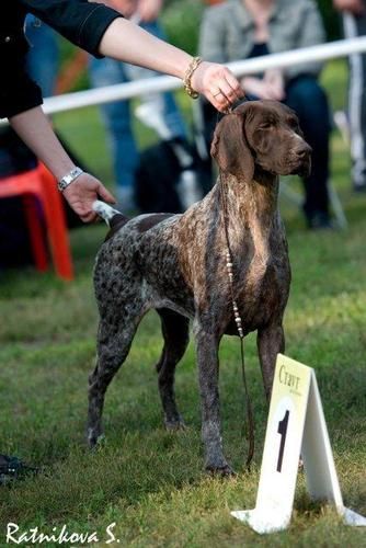 International BIS CH Star-K's Mile Hi Charlotte
