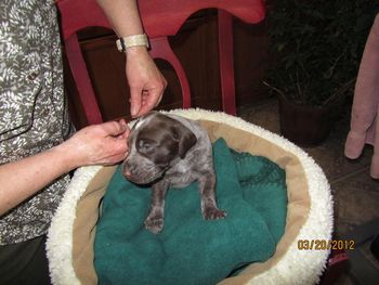 Squirt 3 weeks
