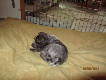 Stubbs 3 weeks
