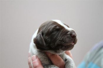 "Squirt" (male)
