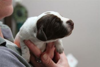 "Tiny" (male)
