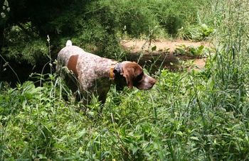 'Max' training in Maryland
