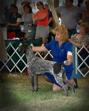 CH White River's Cozmic Stardust, JH
