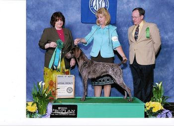CH White River Pixie Stardust Award of Merit 2008 Nat'l Specialty Show
