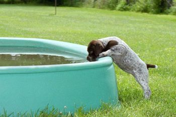 Swimming might be fun?
