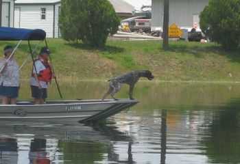 Ziggy daughter "Stella" training for water rescue
