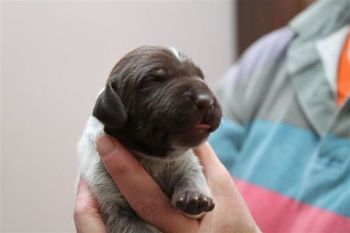 "Teensy" (female)
