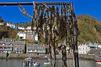 Brian Stone Duo at Clovelly Seaweed Festival