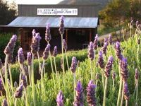 Lavender Festival