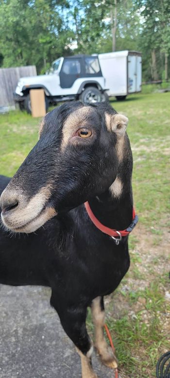 Goat Selfie
