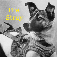 The Stray by Shane Koyczan