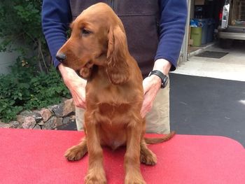 No Collar boy 11 1/2 wks
