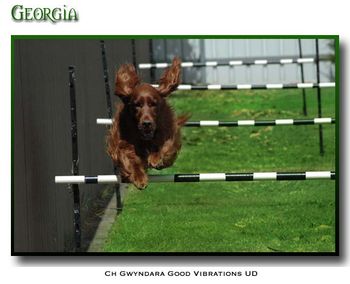 Georgia, Foster's sister, Aust. Ch. Gwyndara Good Vibrations UD, OTCH. Fabulous in Obedience, and wonderful to watch work. She is very special, and was trained by Sam Field. High Five Sam.
