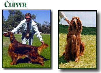More Clipper photos.
