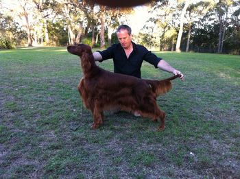 Aust. Ch. Dunloe's Original Sin  owned by Paul Middleton and dam of the lovely and winning Gwyndara litter that produced, Hutch, Halle, Bridget and more.
