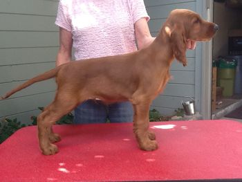 No Collar boy 10 wks
