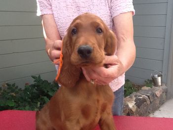Orange boy 10 wks
