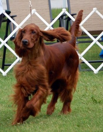 Oh those long, long ears!!
