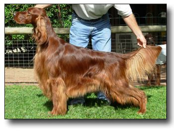 Aust. Ch. Gwyndara One Man Show, "Clooney", sired by Ch. Waterford Show Off ex Aust. Ch. Gwyndara La Vida Loco, Foster's sister.
