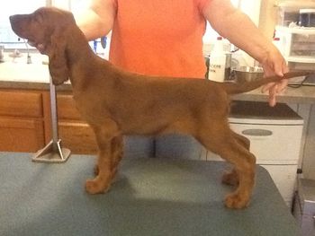 No Collar boy almost 11 wks.
