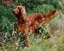 Tigger showing great interest in a squirrel.
