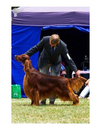 Hutch, Aust. Ch. Gwyndara New Sensation, is shown taking a Group I. Hutch has been a bit slow to develop and is just coming into his own. He's pretty spectacular!
