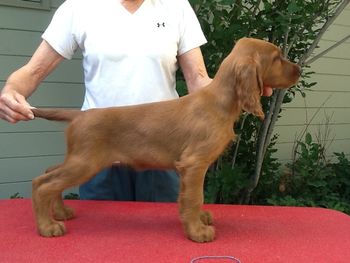 Blue Boy 9 wks, 2 days
