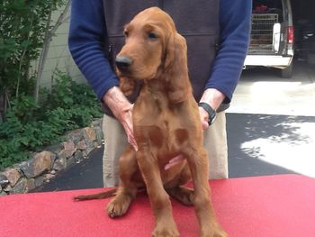 Orange boy 11 1/2 wks
