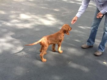 Orange boy 11 1/2 wks
