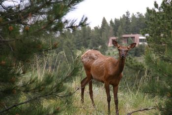 One young Elk cow in the group.
