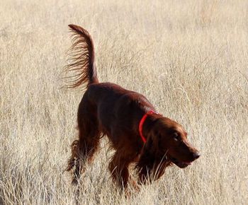 Not as staunch as usual, but still finding those birds!

